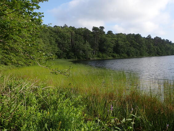 Typical coastal plain pond habitat with emergent and floating-leaved aquatic vegetation suitable for Martha’s pennant.