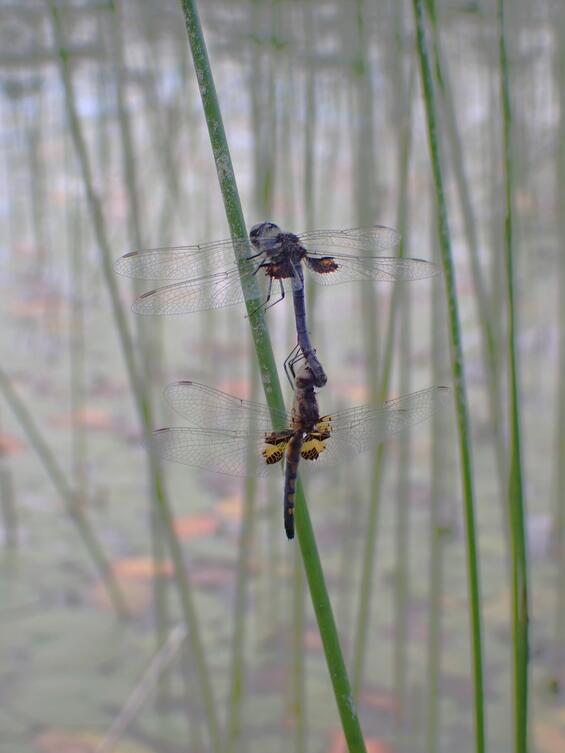 Male and female Martha’s pennant in tandem. Oviposition occurs in this configuration.