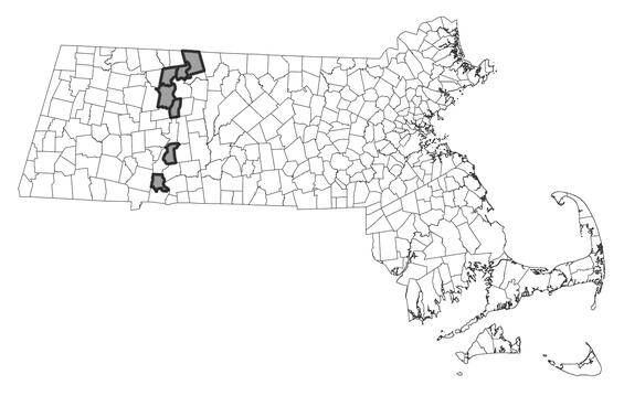 Map showing the distribution of this species in Massachusetts