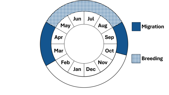Graphic representation of life cycle, also described in text.