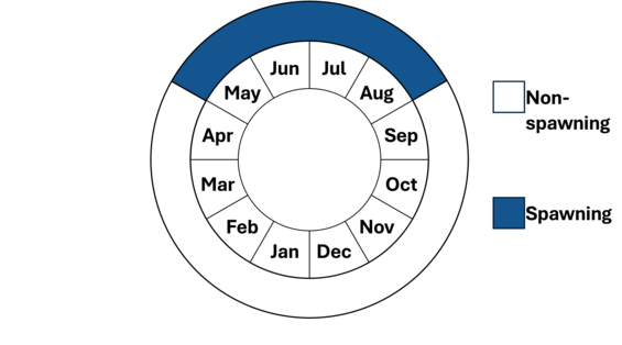 Graphic representation of life cycle, also described in text.