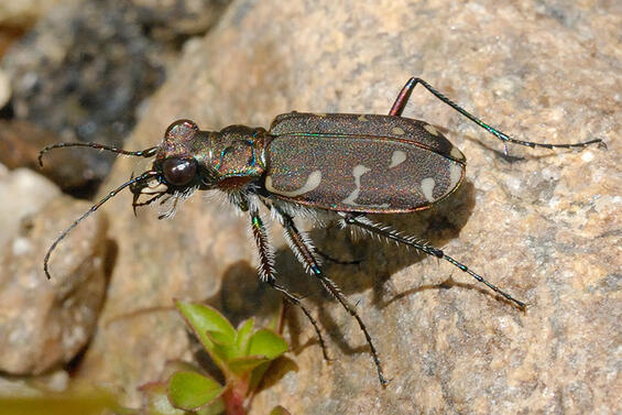 Twelve-spotted tiger beetle