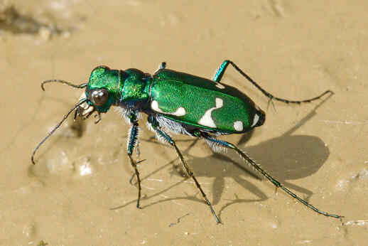 Barrens tiger beetle