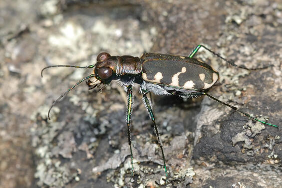 Hentz’s red-bellied tiger beetle