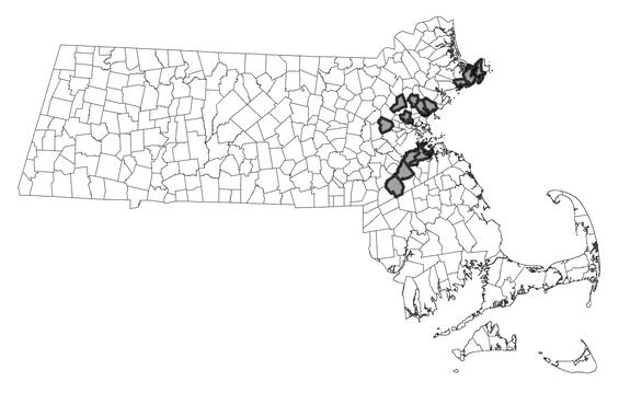Map showing the distribution of this species in Massachusetts.