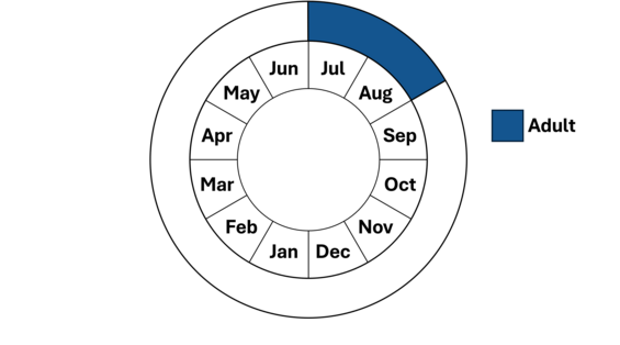 Graphic representation of life cycle, also described in text.