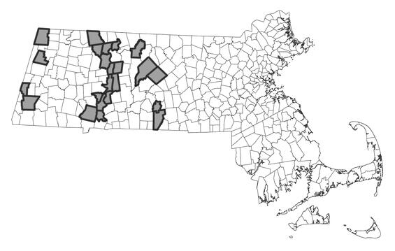 Map showing the distribution of this species in Massachusetts