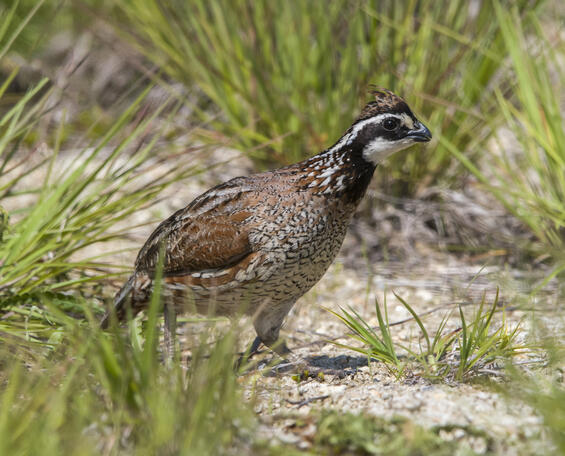 Northern bobwhite