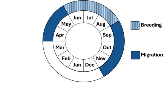 Graphic representation of life cycle, also described in text.
