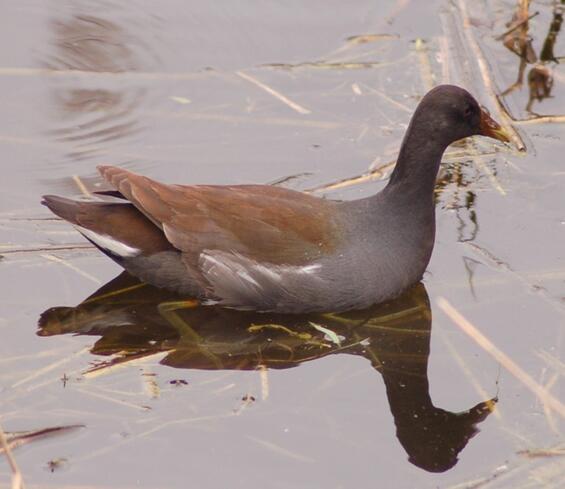 Common Gallinule