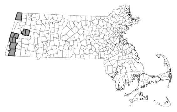 Map showing the distribution of this species in Massachusetts