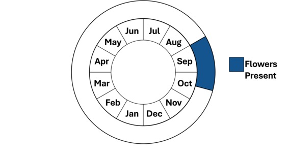 Graphic representation of life cycle, also described in text.