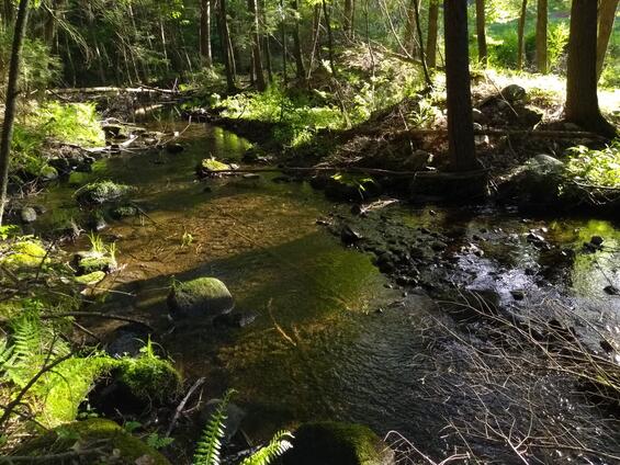 Small, cold-water, low gradient stream likely suitable for tiger spiketail.