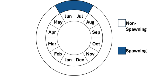 Graphic representation of life cycle, also described in text.