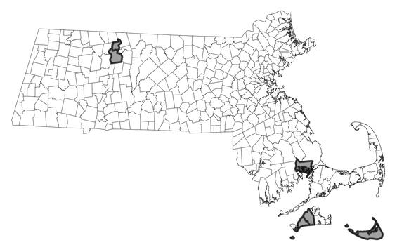 Map showing the distribution of this species in Massachusetts.  