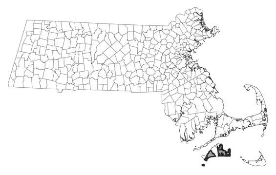 Map showing the distribution of this species in Massachusetts