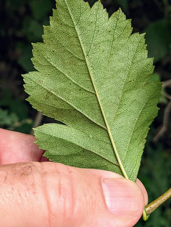 split-leaved hawthorn leaf undersurface showing veination