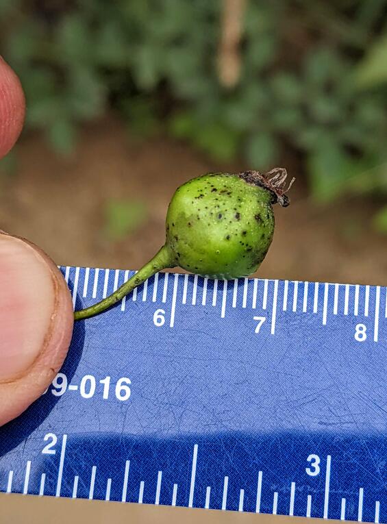 fruit of split-leaved hawthorn in mid-August