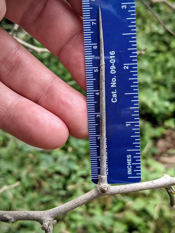 Showing thorn length of 7.5 cm