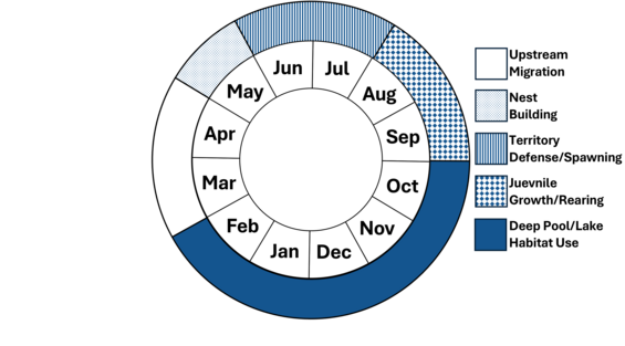 Graphic representation of life cycle, also described in text.