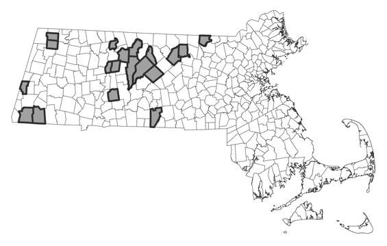 Map showing the distribution of this species in Massachusetts
