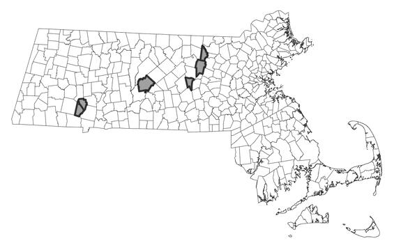 Map showing the distribution of this species in Massachusetts.  