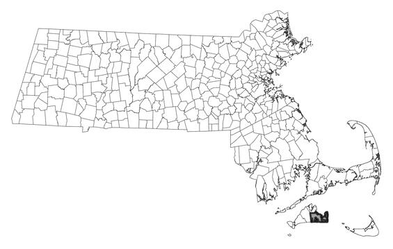 Map showing the distribution of this species in Massachusetts