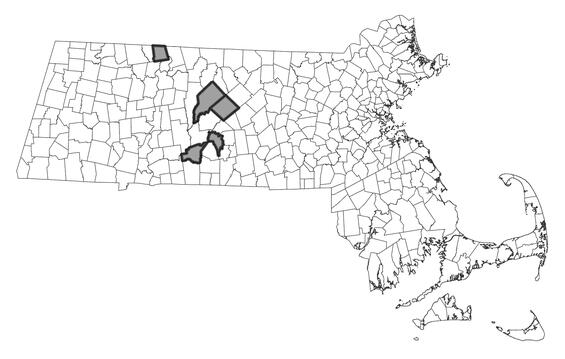 Map showing the distribution of this species in Massachusetts