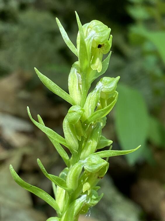 Frog orchid