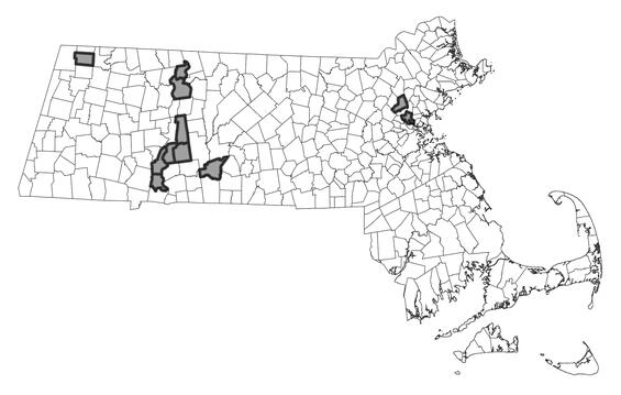 Map showing the distribution of this species in Massachusetts.  