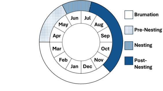Graphic representation of life cycle, also described in text. 