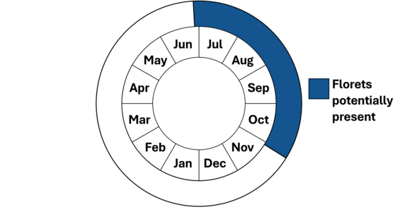 Graphic representation of life cycle, also described in text.