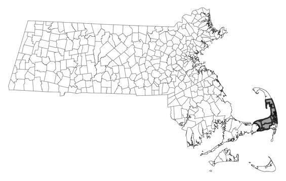 Map showing the distribution of this species in Massachusetts
