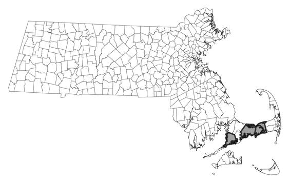 Map showing the distribution of this species in Massachusetts