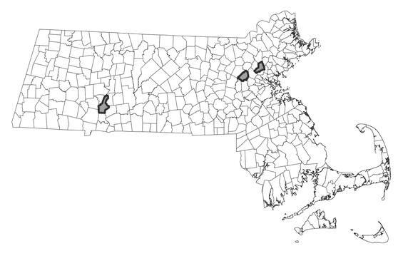 Map showing the distribution of this species in Massachusetts