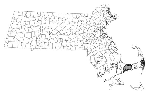 Map showing the distribution of this species in Massachusetts
