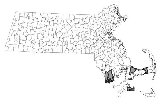 Map showing the distribution of this species in Massachusetts