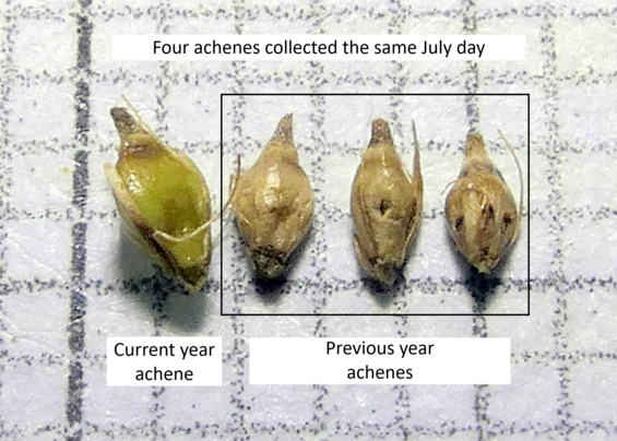 Eleocharis rostellata achenes of different ages