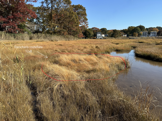 Eleocharis rostellata habitat