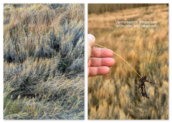 Eleocharis rostellata vegetative reproduction