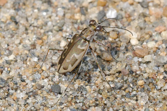 Puritan tiger beetle