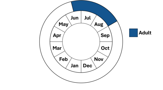 Graphic representation of life cycle, also described in text.