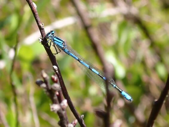 New England bluet