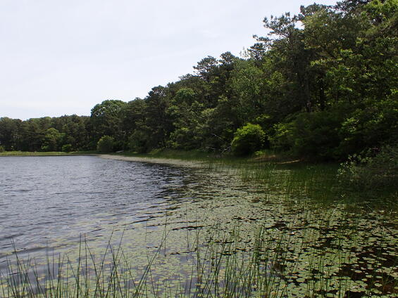 Coastal plain pond habitat with an abundance of floating-leaved and emergent vegetation.