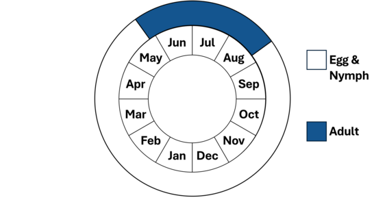 Graphic representation of life cycle, also described in text.
