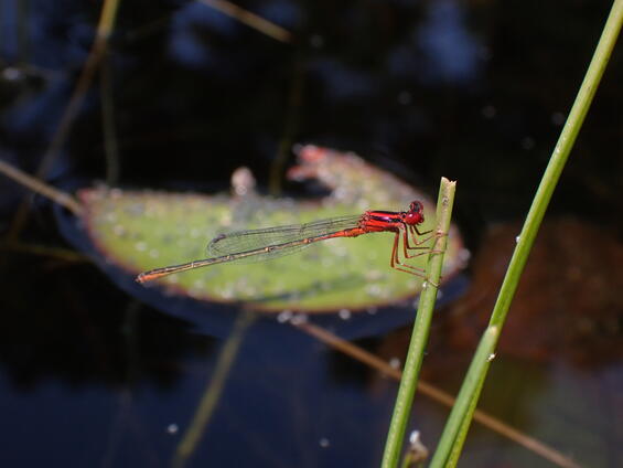 Scarlet bluet