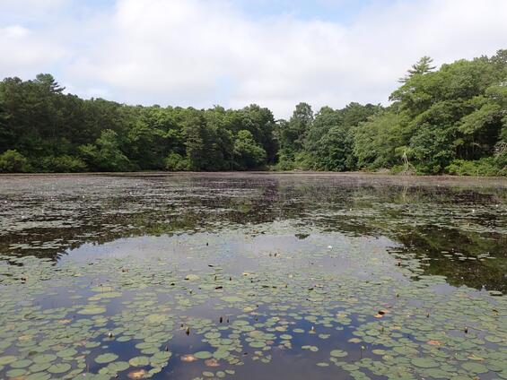 Coastal plain pond habitat with an abundance of floating-leaved vegetation including Nymphaea.