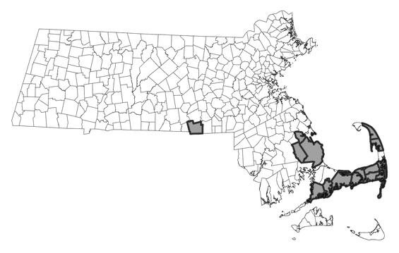 Map showing the distribution of this species in Massachusetts