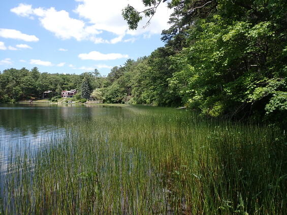 Coastal plain pond nearshore habitat suitable for pine barrens bluet. Emergent vegetation is Juncus militaris.