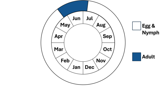 Graphic representation of life cycle, also described in text.